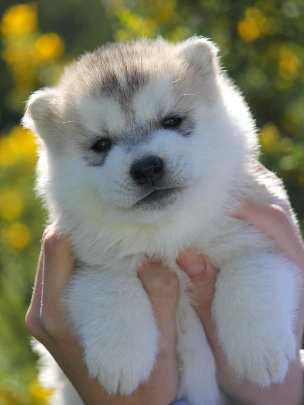 Mâle 5 gris et blanc