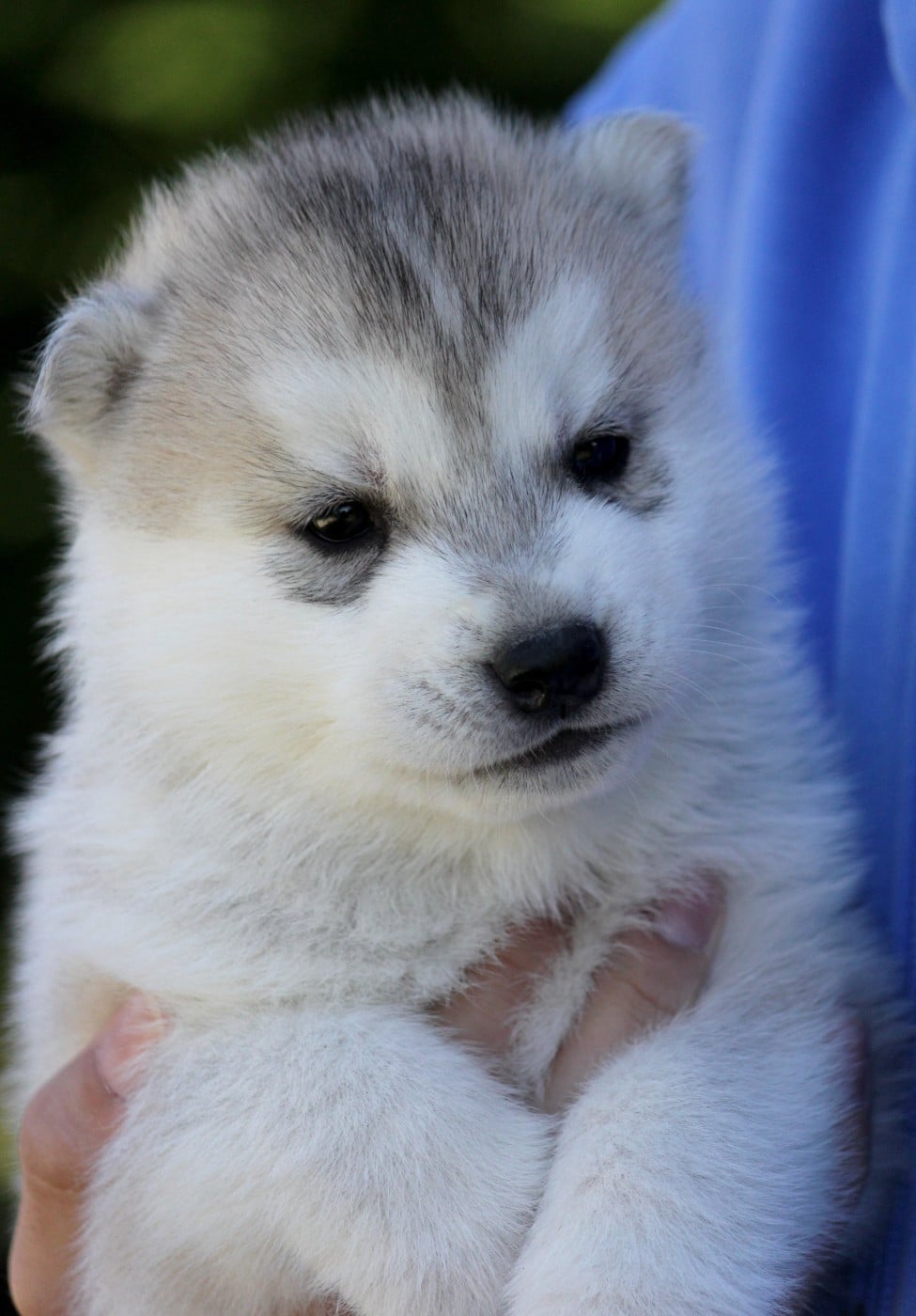 Mâle 5 gris et blanc