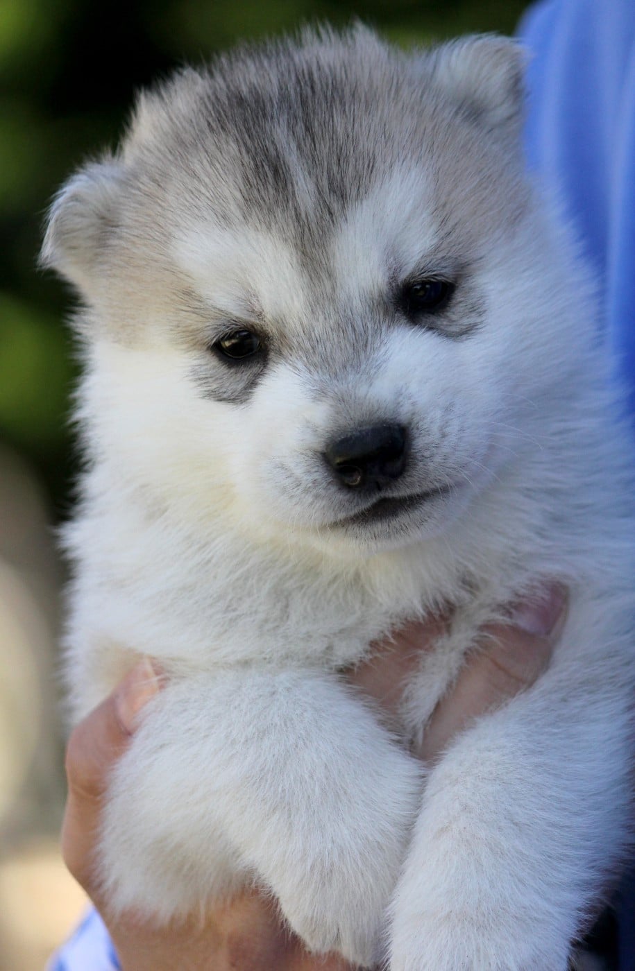 Mâle 5 gris et blanc