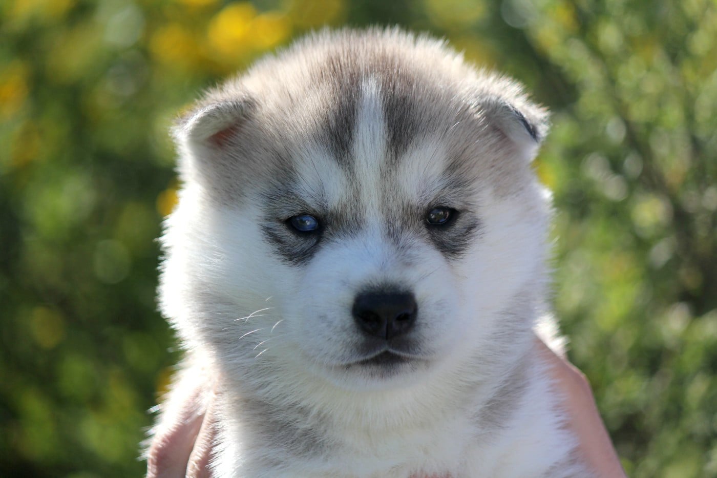 Mâle 4 gris/yeux vairons