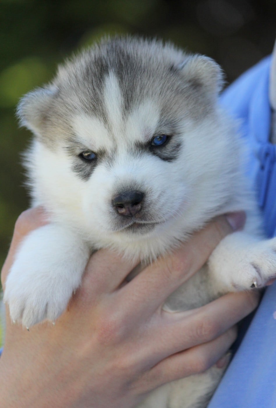 Mâle 2 gris/yeux bleus