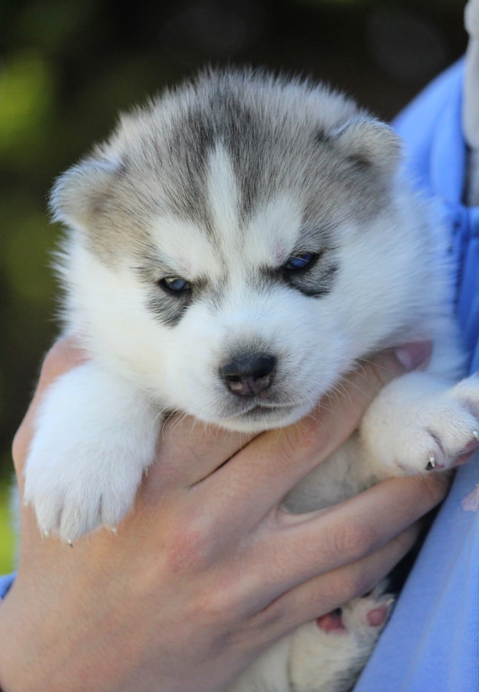 Mâle 2 gris/yeux bleus