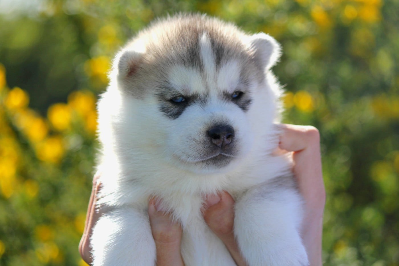 Mâle 2 gris/yeux bleus