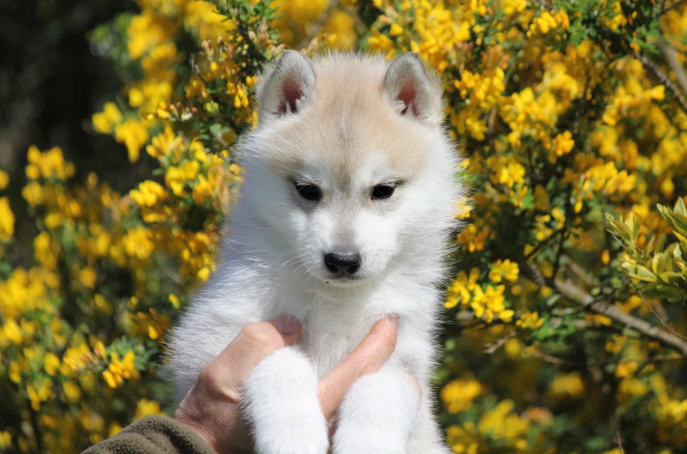 Siberian Husky - Des Sarmentins
