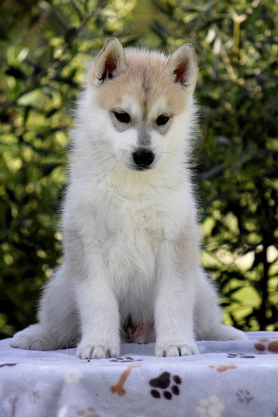 Siberian Husky - Des Sarmentins