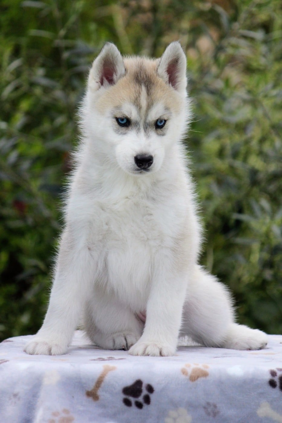Siberian Husky - Des Sarmentins