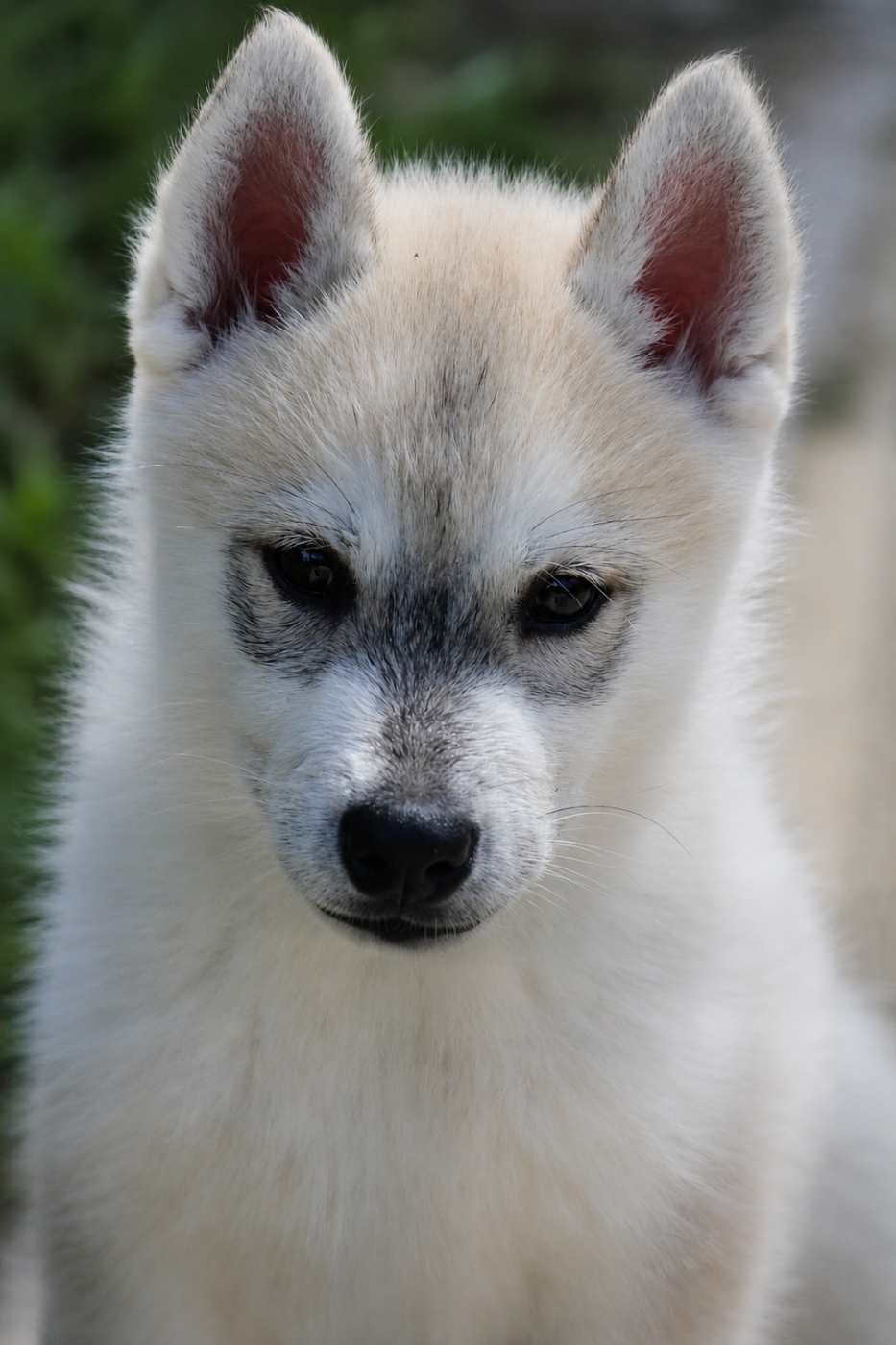 Siberian Husky - Des Sarmentins