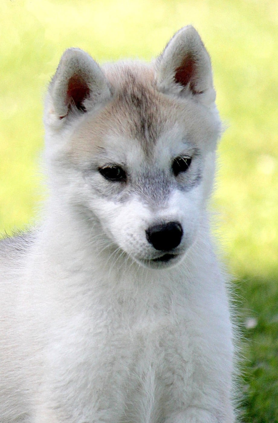 Siberian Husky - Des Sarmentins
