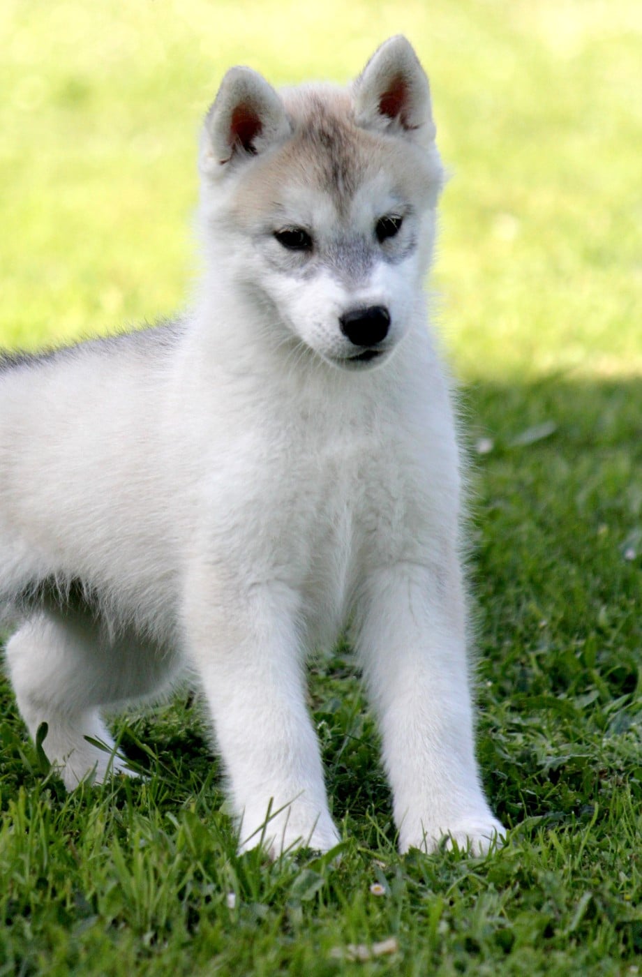 Siberian Husky - Des Sarmentins
