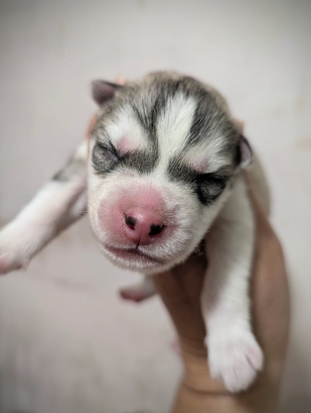 Siberian Husky - Des Sarmentins