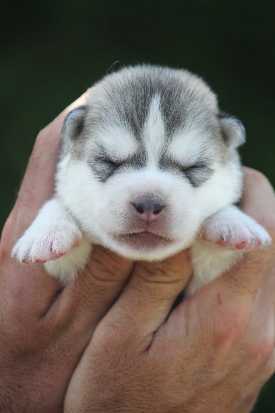 Siberian Husky - Des Sarmentins