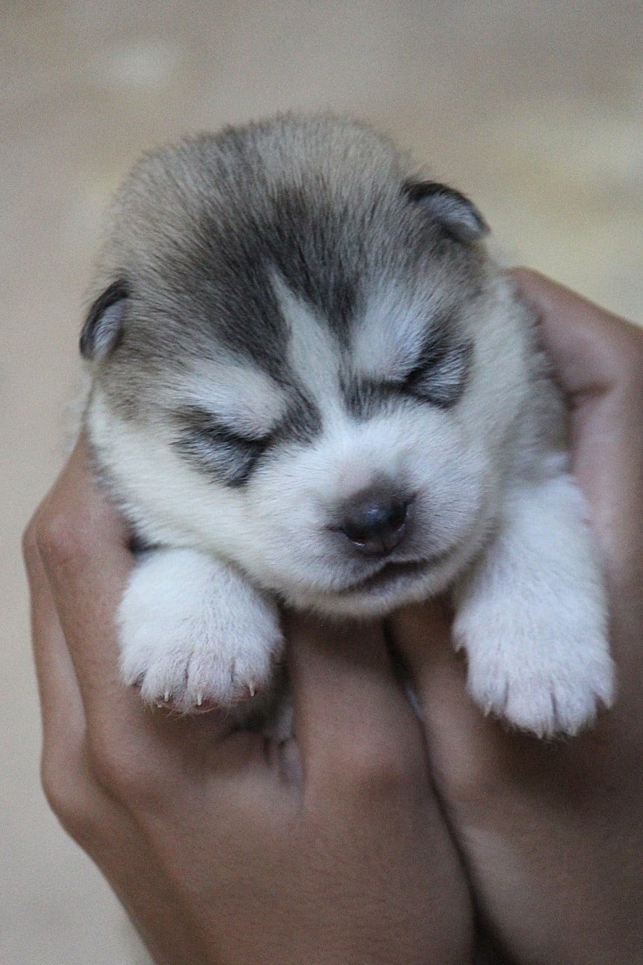 Siberian Husky - Des Sarmentins