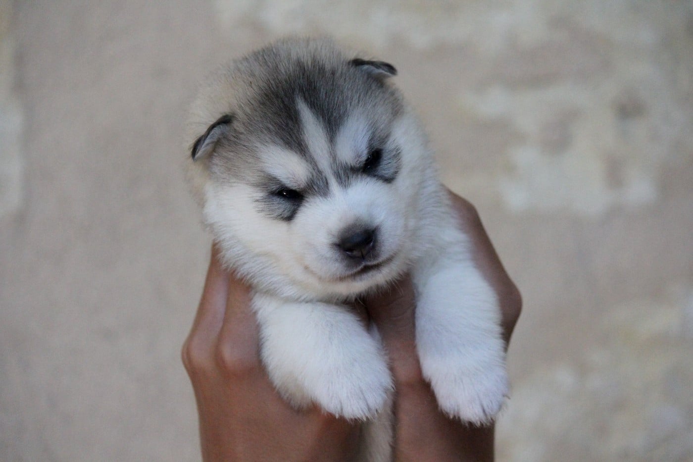 Siberian Husky - Des Sarmentins