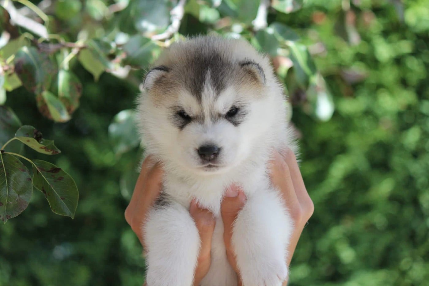 Siberian Husky - Des Sarmentins