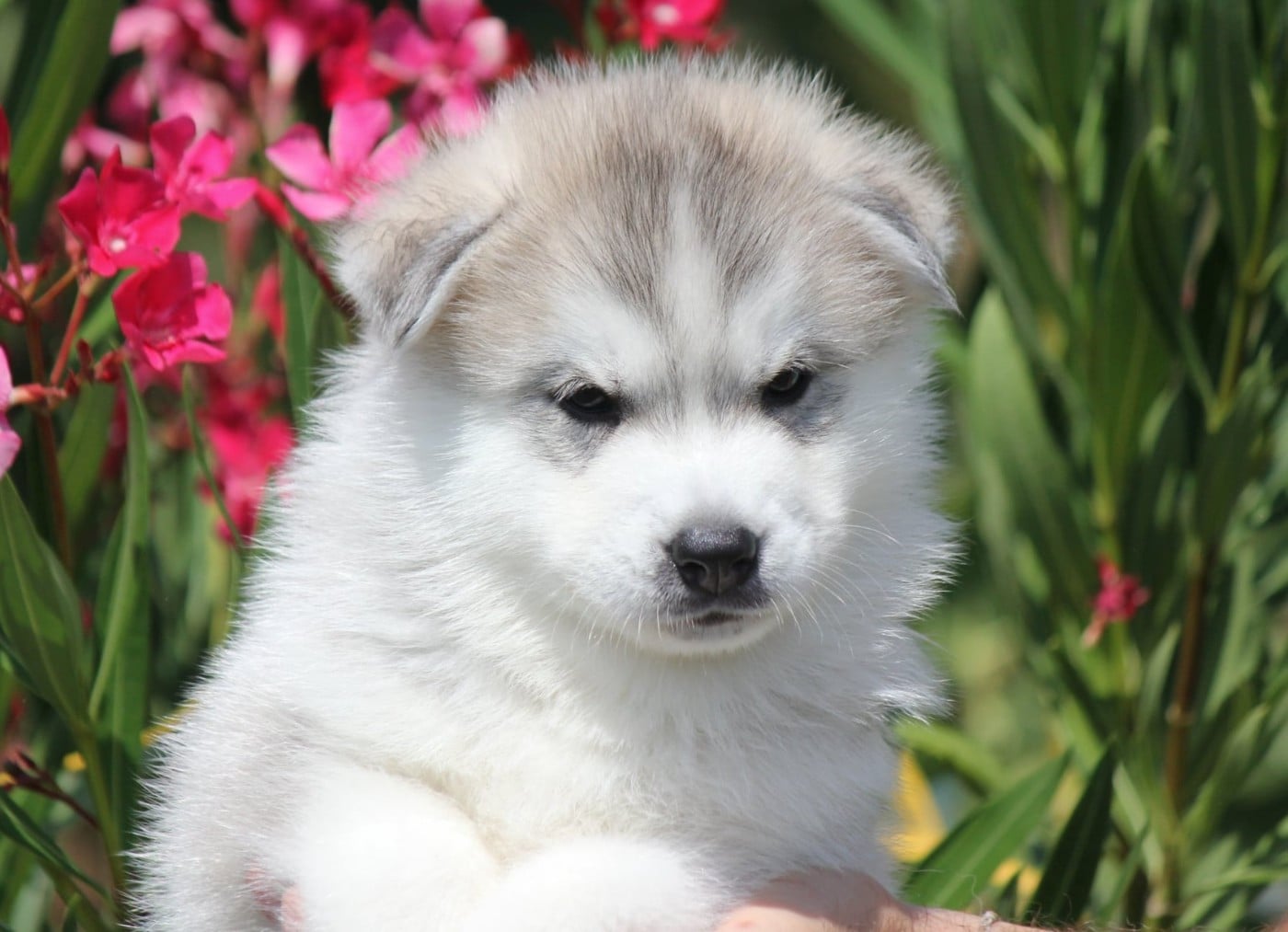 Siberian Husky - Des Sarmentins
