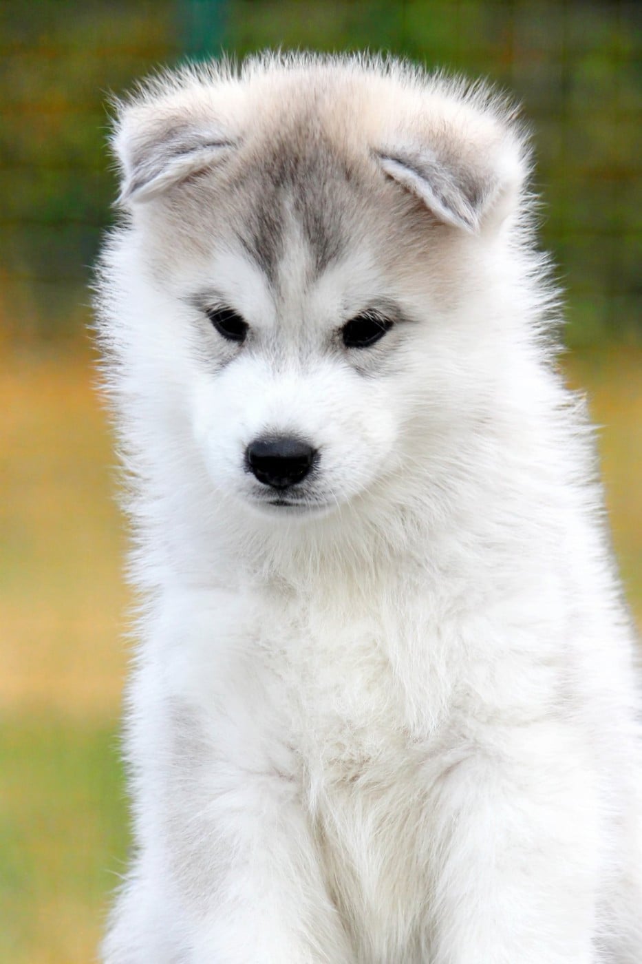 Siberian Husky - Des Sarmentins