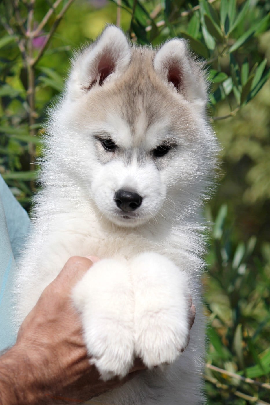 Siberian Husky - Des Sarmentins