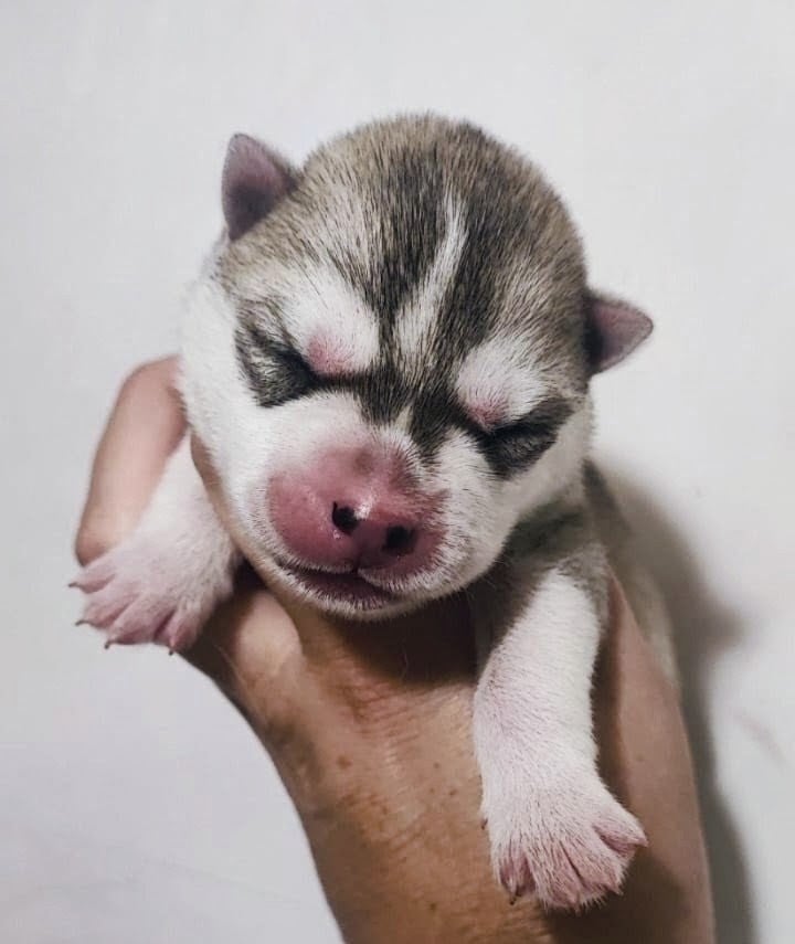 Femelle 3 - Siberian Husky