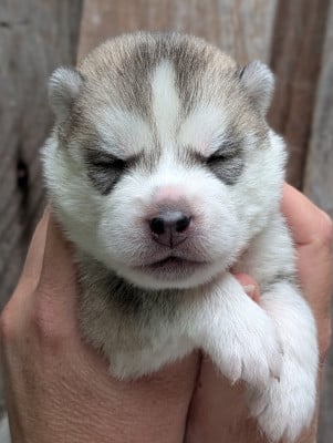 Les chiots de Siberian Husky