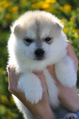Les chiots de Siberian Husky