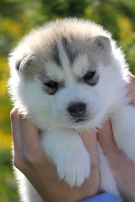 Les chiots de Siberian Husky
