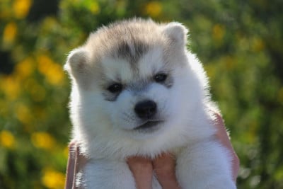 Les chiots de Siberian Husky