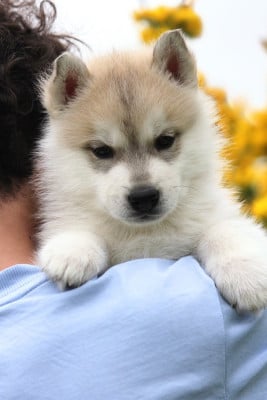 Les chiots de Siberian Husky