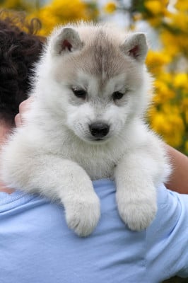 Les chiots de Siberian Husky