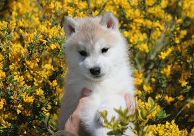 Les chiots de Siberian Husky