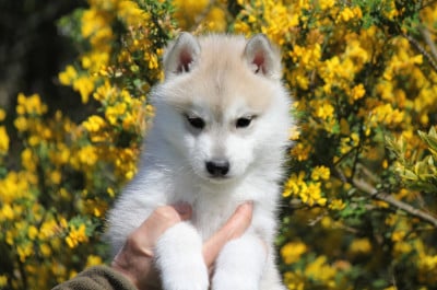 Les chiots de Siberian Husky