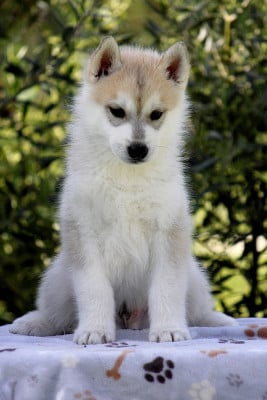 Les chiots de Siberian Husky