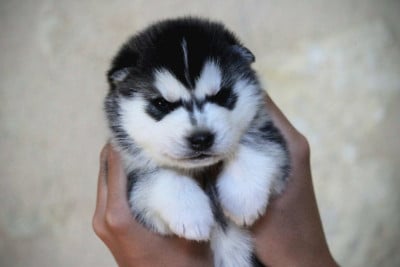 Mâle 2 - Siberian Husky