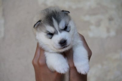Mâle 1 - Siberian Husky