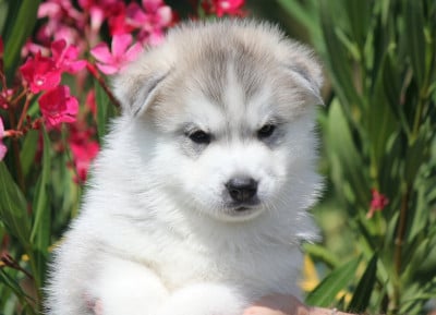 Les chiots de Siberian Husky