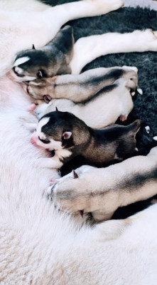 Siberian Husky