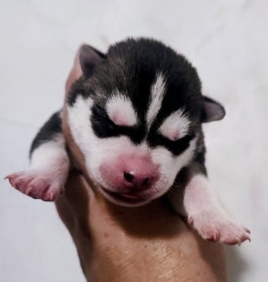 Les chiots de Siberian Husky