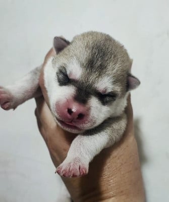 Les chiots de Siberian Husky