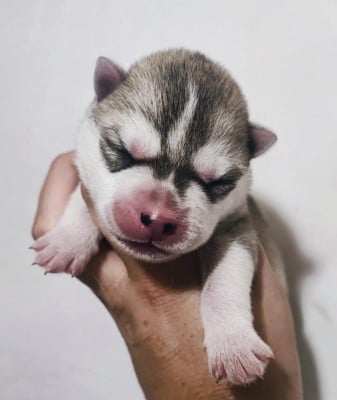 Les chiots de Siberian Husky