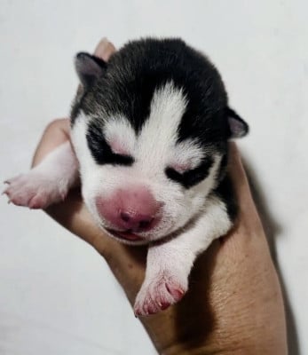 Les chiots de Siberian Husky