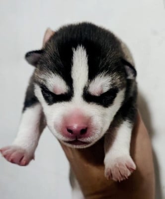 Les chiots de Siberian Husky