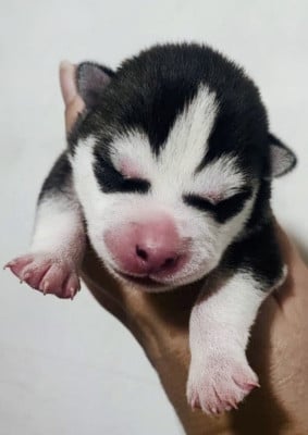 Les chiots de Siberian Husky
