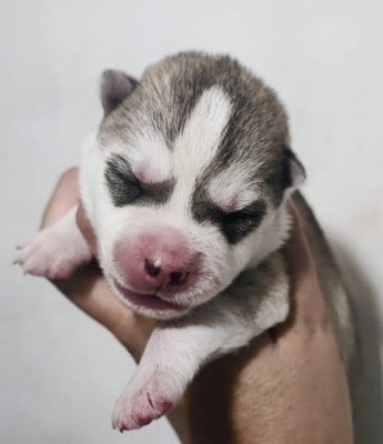 Les chiots de Siberian Husky