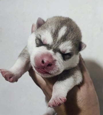Les chiots de Siberian Husky
