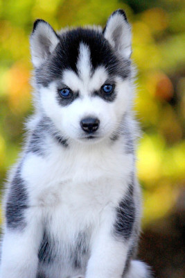 Les chiots de Siberian Husky