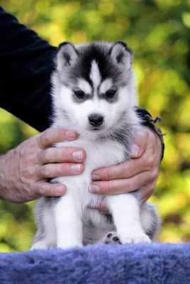 Les chiots de Siberian Husky