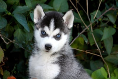 Les chiots de Siberian Husky