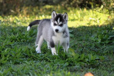Les chiots de Siberian Husky