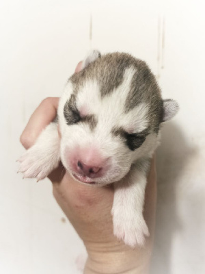 Siberian Husky