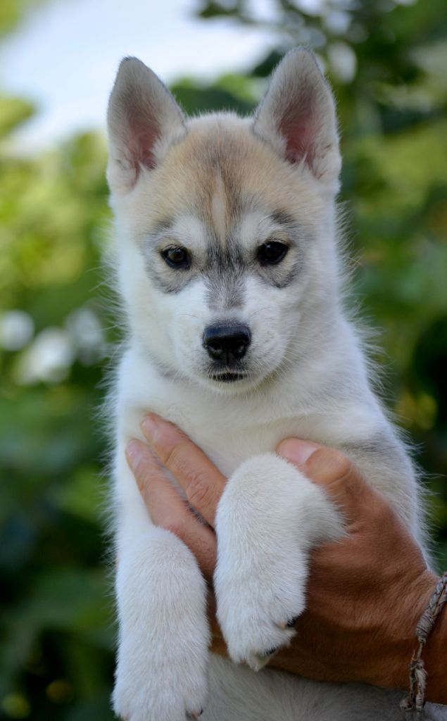 Chiot Elevage Des Sarmentins eleveur de chiens