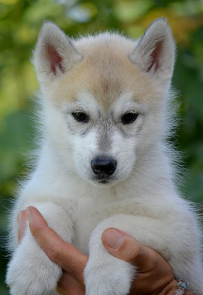 Chiot Siberian Husky, Femelle 2, femelle disponible en